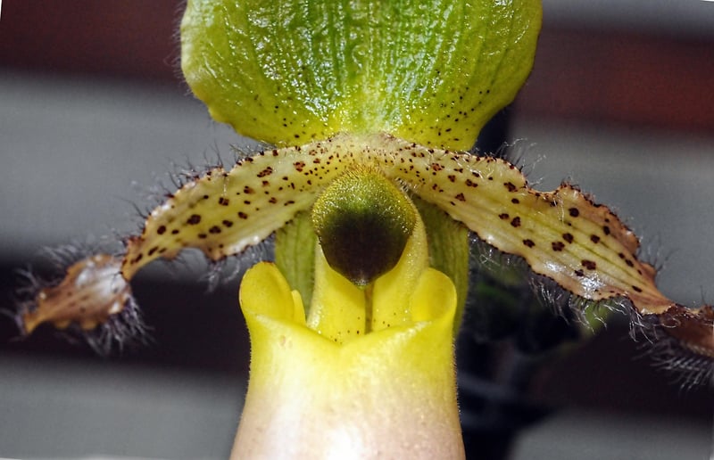 Dragon's Breath Orchid