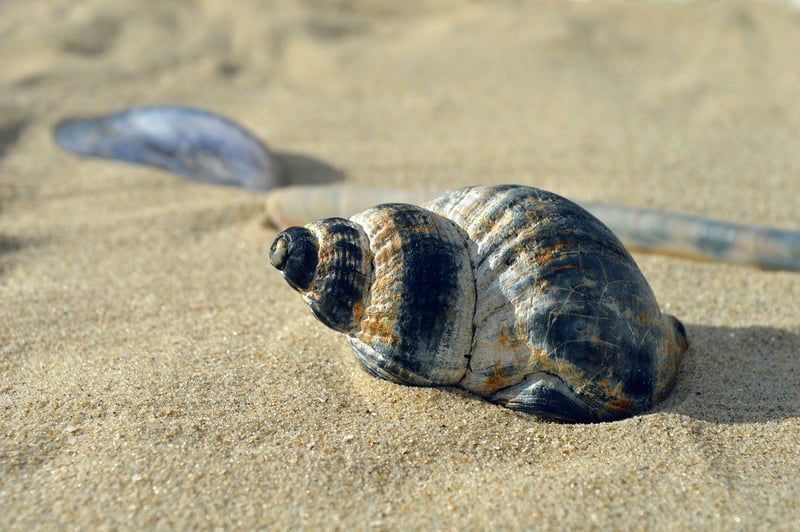 Mermaid's Seashell Plant